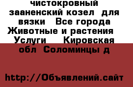 чистокровный зааненский козел  для вязки - Все города Животные и растения » Услуги   . Кировская обл.,Соломинцы д.